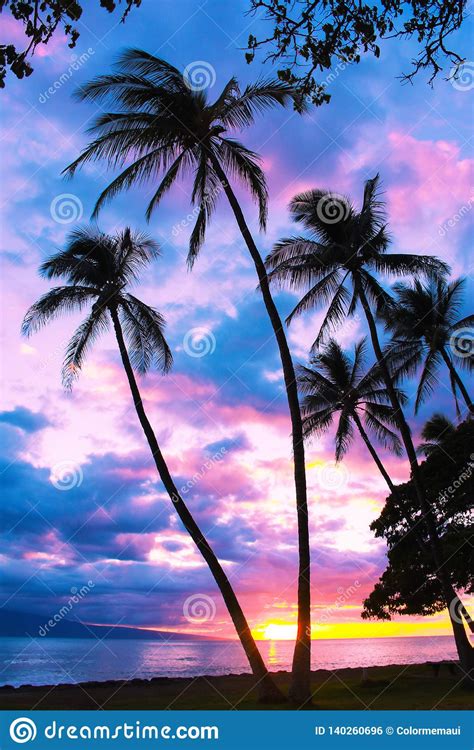 Palm Tree Sunset Launiupoko Maui Hawaii Stock Photo Image Of Fairy