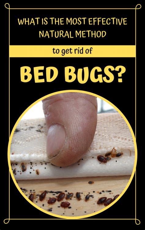 What Is The Most Effective Natural Way To Get Rid Of Bed Bugs