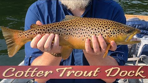 Arkansas White River Trout Fishing Report September 11 2019 Youtube