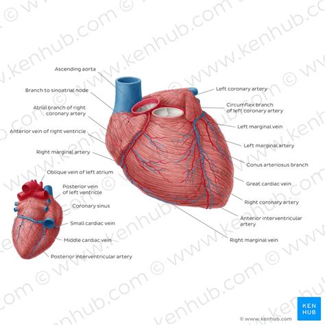 Coronary Arteries And Veins