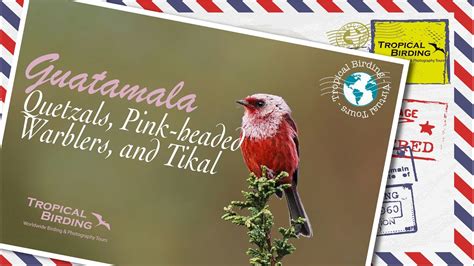 A Tropical Birding Virtual Bird Tour Of Guatemala By Daniel Aldana