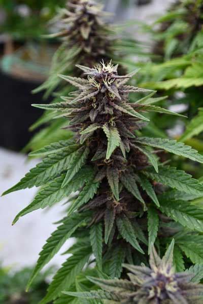 Royal Purple Kush Cbd By Emerald Triangle Seeds From Seed City