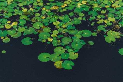 Lily Pad Wallpapers Top Free Lily Pad Backgrounds Wallpaperaccess