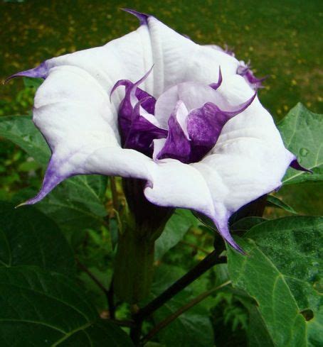 Yes, both plants and seeds are toxic. Moon Flower :] | Flowers, Bloom where youre planted, Night ...