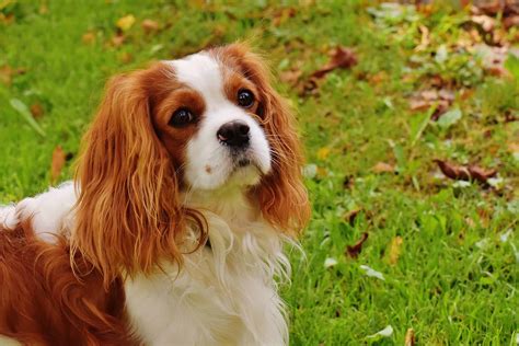 Should You Get A Cavalier King Charles Spaniel Rescue Dog Spanielking