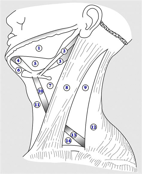 Submandibular Triangle Suprahyoid Muscles Carotid Triangle Muscular