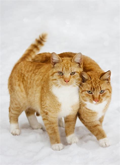 11 Cute Cold Weather Cats Loving The Snow Pictures In 2021 Cats