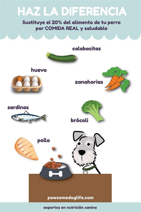 ¿qué Alimentos Puede Comer Mi Perro Introduce Comida Real Al Plato De