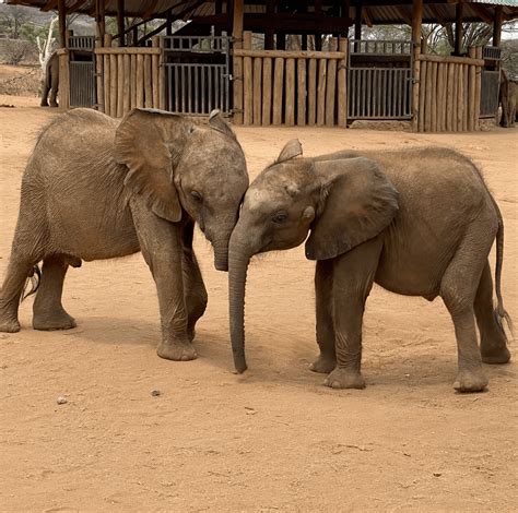 Adopt Longuro — Reteti Elephant Sanctuary In Kenya