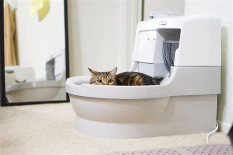 The Benefits Of The Best Self Cleaning Litter Box When Owning A Cat