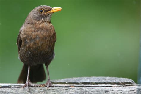 Blackbird Edwyn Anderton Flickr