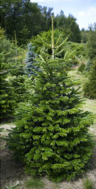 Nordman Fir Large Catsfield Christmas Tree Farm