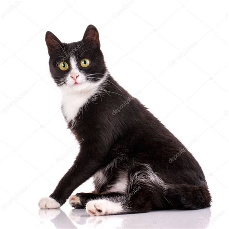 Cat Poster Zwart Witte Kat Zit Stockfoto Serkucher