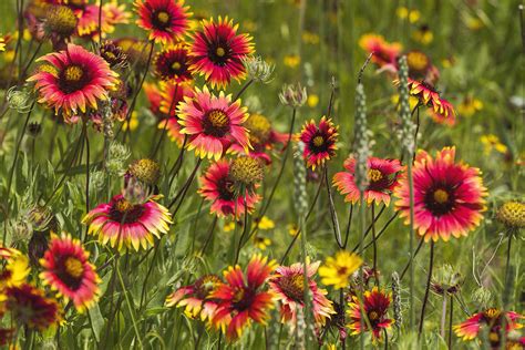 10 Texas Springtime Wildflowers