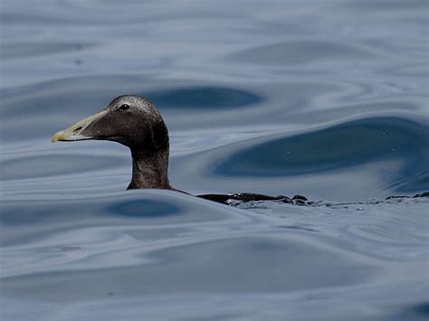 British Diving Ducks Eider In Eclipse Wildlife Insight