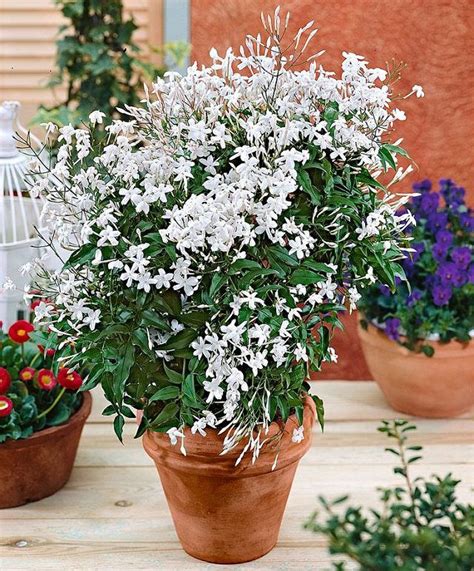24 Best Vines For Containers Gardening Balcony Plants Climbing