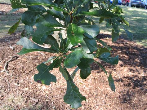 Quercus Nigra Leaves