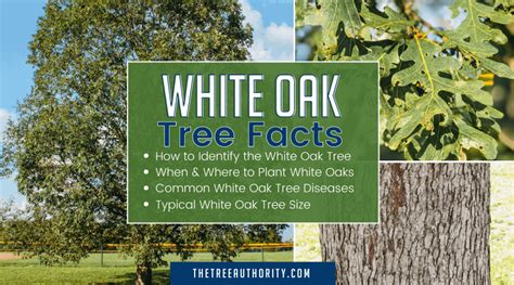 White Oak Tree Facts Quercus Alba The Tree Authority