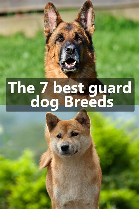 The 7 Best Guard Dog Breeds Best Guard Dogs Protective Dogs Guard Dogs