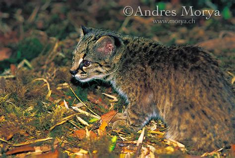 Kodkod Or Guiña Leopardus Guigna Temperate Rainforest Chile