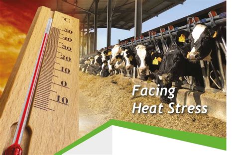 Heat Stress In Dairy Cows How To Preserve Ruminants From Heat Stress