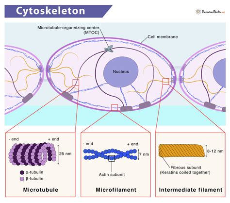 Cytoskeleton In A Cell Diagram
