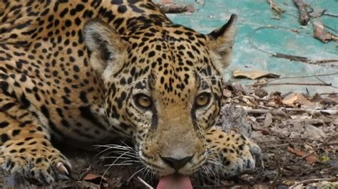 Animales En Guatemala Disfrutan De Su Hábitat Youtube