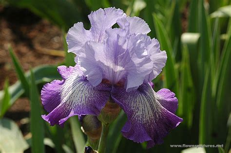 Contains themes or scenes that may not be suitable for very young readers thus is blocked for their protection. Pictures of flowers: Bearded Iris