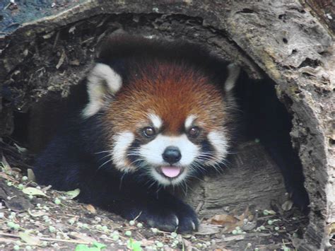 Red Panda Ailurus Fulgens Styani At Akron Zoo Red Panda Flickr