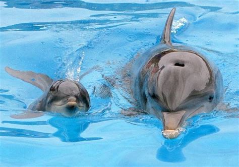 Dolphin 🐬 Baby Dolphins Dolphin Images Dolphin Photos