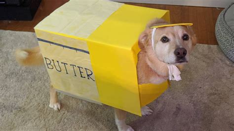 Do Dogs Like Butter