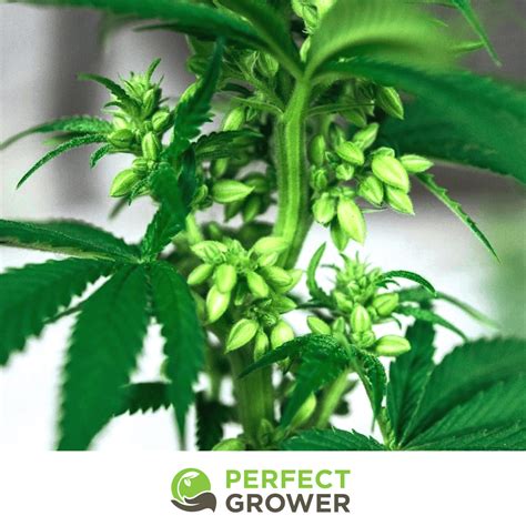 What Do I Do With A Male Cannabis Plant Perfect Grower