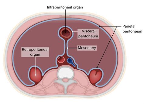 Peritoneo Anatomía Concise Medical Knowledge