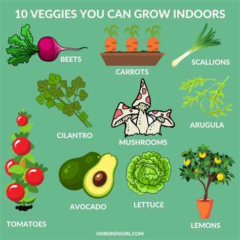 10 Vegetables You Can Grow Indoors Where To Get Them