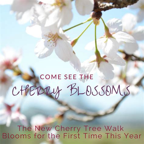 Cherry Blossoms Make Debut On New Cherry Tree Walk Lewis Ginter