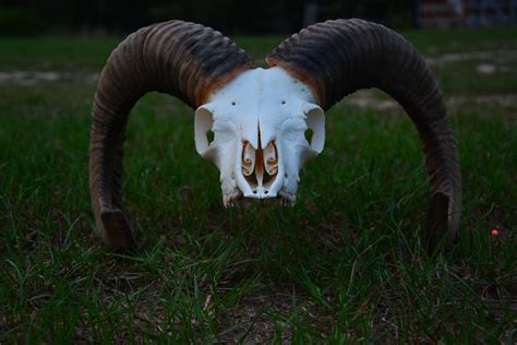 Real Mouflon Skull Rare Carved Sheep Ram Skull With Horns Etsy