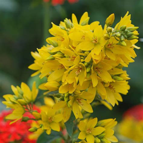 Yellow Loosestrife Facts And Health Benefits