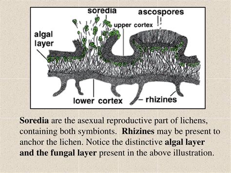 We did not find results for: PPT - Fungal Characteristics 1) Cell wall made of Chitin ...