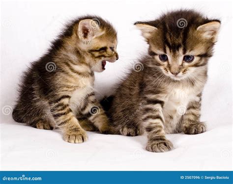 Cute Cats Royalty Free Stock Image Image 2507096