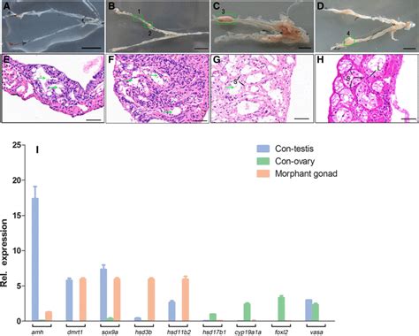 Complete Depletion Of Primordial Germ Cells In An All Female Fish Leads