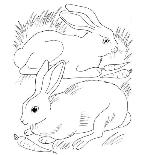 Rabbit Coloring Pages Free Printable Coloring Pages For Kids