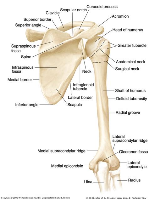 Appendicular Skeletal System Pectoral Girdle Upper Vrogue Co