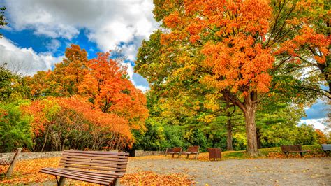 Bench In Autumn Park