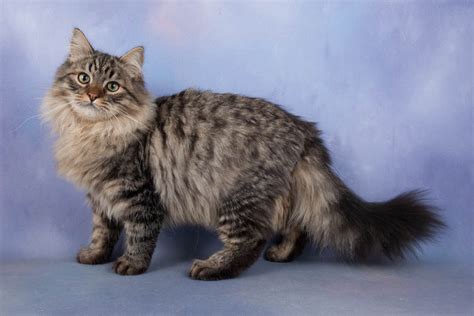 Image Long Hair Grey Tabby Siberian Cat Animal Jam Clans Wiki