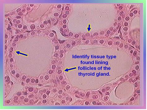 Epithelial Tissue Flashcards By Proprofs