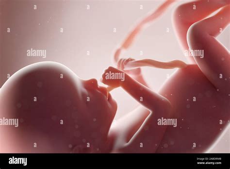 20 Week Fetus Hi Res Stock Photography And Images Alamy