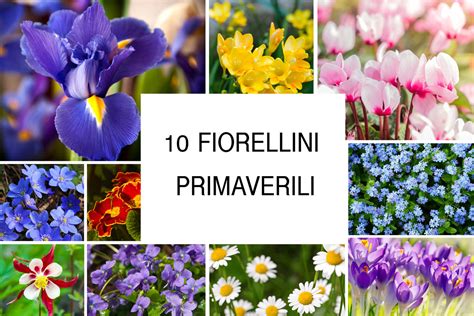 10 Fiorellini Primaverili Coloratissimi Fiori Da Giardino