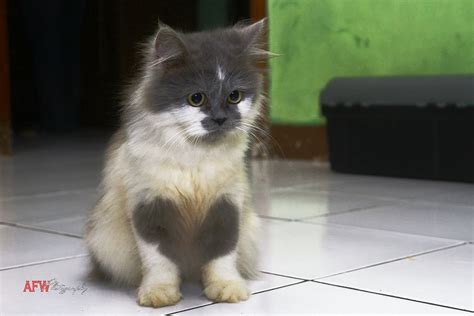 Kucing Persia Himalaya Afw Photography Flickr