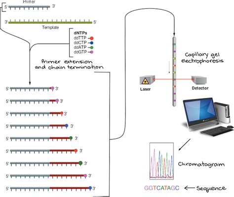 Sanger Method Of Dna Sequencing Flow Chart Open Source Biology