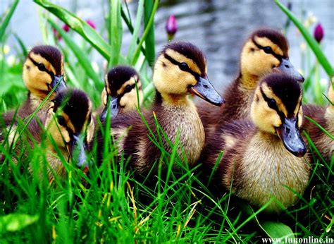 Baby Ducklings Wallpapers Wallpaper Cave